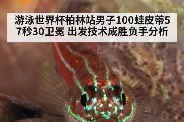 游泳世界杯柏林站男子100蛙皮蒂57秒30卫冕 出发技术成胜负手分析（kaiyun）